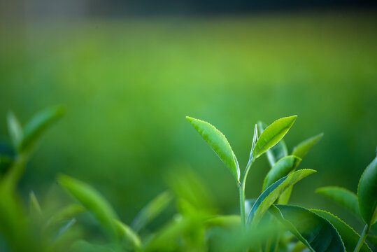 Close up Tree tea plant green nature in morning. Drinking organic relax heath plant. Tree tea plantations in morning sun light. Green tea tree farm. Fresh plantations mountain green landscape