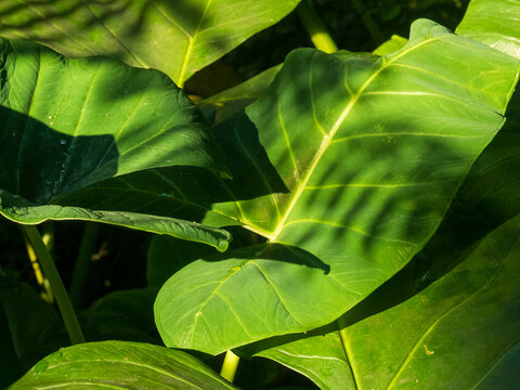 Green leaf texture plant background tropical tree chlorophyll leaves vein. Green pattern environment eco sustainable botanical nature garden. Kale Lecttus cabbage leaves abstract background