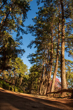 Vertical Pine Nature forest green tree magic sunlight beam light in woodland. Beautiful rays of sunlight in tranquil green forest. Sumbeam ray light outdoors park. Vertical Natural Blurred background
