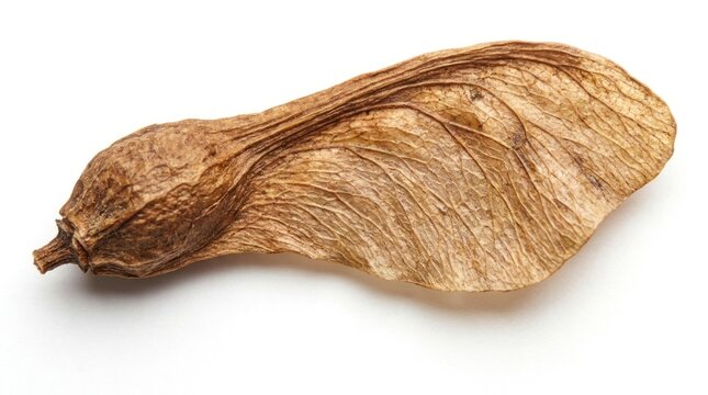 Single dried maple samara seed pod isolated on white background