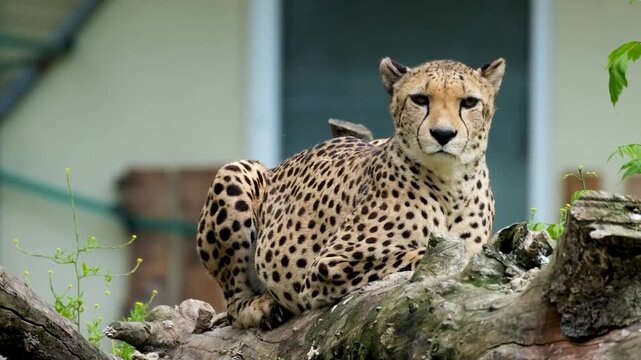 Cheetah Resting on a Fallen Tree Log in Natural Wildlife Habitat | Big Cat Wildlife Photography