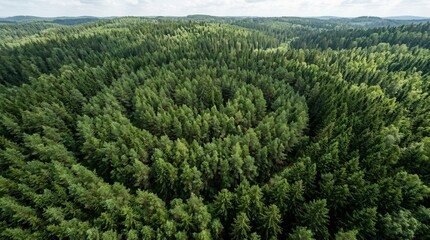 Fototapeta premium Bird's Eye View of Lush Forest Canopy with Aerial top green and trees