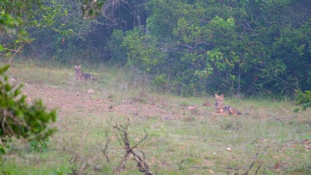 Two golden jackals relaxing in natural habitat during daytime, captivating wildlife motion footage.