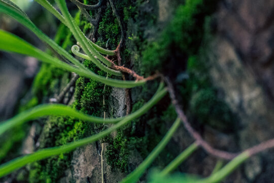 Macro close-up of a delicate unfurling fern crosier and green moss growing on tree bark, featuring a dark, moody cinematic tone with soft bokeh.