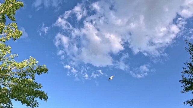 A seagull's slow flight into a bright blue sky, small scattered white clouds slowly gathering and condensing across the frame, floating steadily overhead in the daylight.