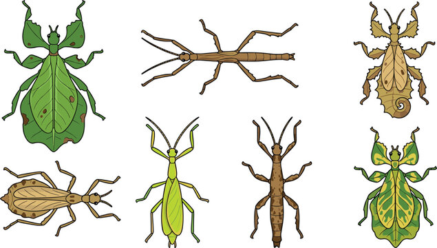 Camouflage Insects Vector Illustration Set Featuring Leaf Bugs Walking Sticks and Mantis Icons on White Background