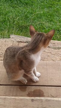 Cute Cat Grooming Itself on Wooden Porch