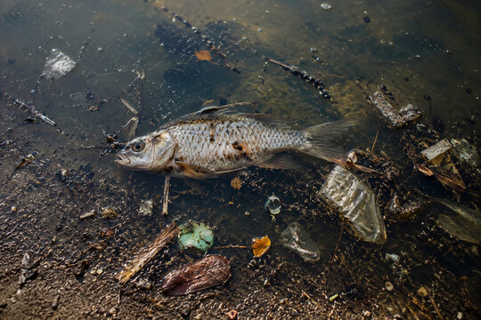 dead fish, fish kill, water pollution, river pollution, polluted water, environmental pollution, dead carp, fish death, plastic pollution, contaminated water, ecological disaster, dir