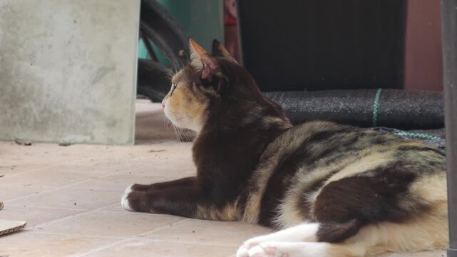 Calico Tabby Cat Lying Relaxed on Tiled Floor Watching the View, Alert Stray Cat Profile Portrait