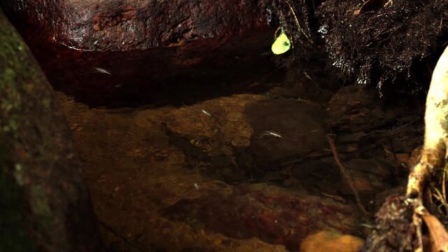 Water Striders Moving Across Calm Tropical Forest Pool