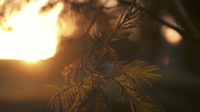 Evergreen tree branch reaches toward the bright warm sun glowing in the background to cast a soft golden light across the textured pine needles which symbolize the beauty of nature in late afternoon.