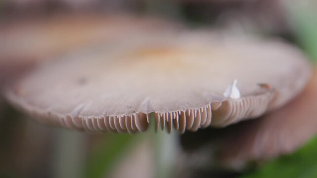 Poisonous mushroom ,Split fibrecap or straw-colored fiber head mushroom growing around decay wood in Thailand. Scientific name is Inocybe rimosa.