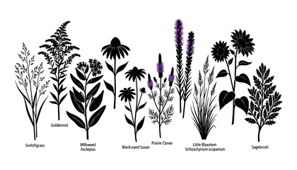 Obraz premium Plants with Labeled Botanical Illustrations of Switchgrass, Goldenrod, Milkweed, Black-Eyed Susan, Prairie Clo