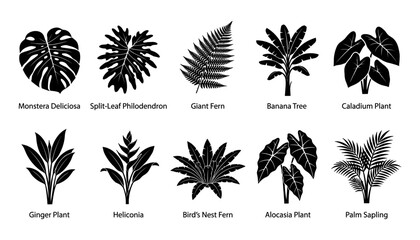 Plants with Names and Illustrations in Black and White Featuring Illustration, Monochrome, Botanical © MDTAREK