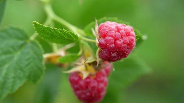 Ripe raspberry berries on bush during summer harvest season, fresh juicy fruit in sunlight. Concept of seasonal agriculture, natural food and countryside picking. Close up of red berries ready to eat 