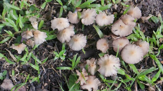 Poisonous mushroom ,Split fibrecap or straw-colored fiber head mushroom growing around decay wood in Thailand. Scientific name is Inocybe rimosa.