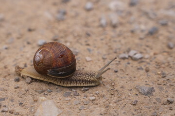 Garden Snail with Brown Spiral Shell Crawling Slowly Across Dry Gravel Path Representing Patience and Determination in Nature © lumerb