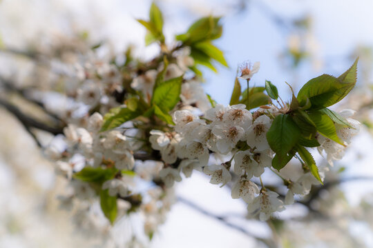 Delicate White Cherry Blossoms and Green Leaves on Blooming Tree Branch Soft Focus Spring Awakening Nature Floral Renewal Concept