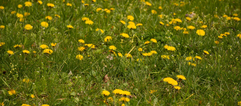 Vibrant Yellow Dandelions Blooming in Lush Green Grass Field Under Bright Summer Sunlight Nature S Bounty Concept