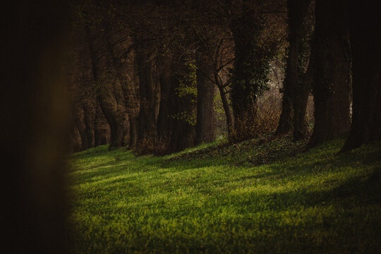 Sunlit Forest Path with Green Grass and Dark Trees Casting Long Shadows Leading Into Mysterious Woodland Alley