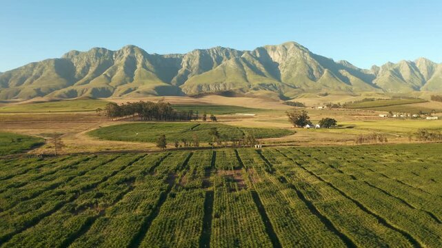 Mountain range looms majestically behind the sprawling green agricultural fields that are neatly organized into precise rows which create a harmonious transition from the fertile land to the rock.