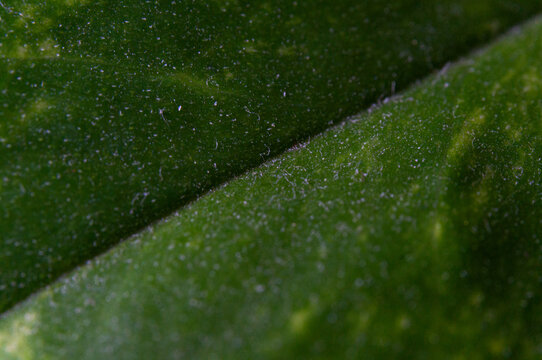 Soft Focus Green Leaf Surface Abstract Texture Background: Organic Fuzzy Granular Detail with Yellow Mottling, Ideal for Gentle Copy Space