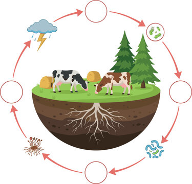 Nitrogen Cycle Blank Educational Diagram Vector Featuring Cows, Lightning Storm, Soil, and Microorganisms for Biology Science Worksheet and School Textbook Graphic Designs