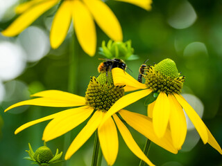 Insects on the flower heads of yellow coneflowers (Rudbeckia). A bumblebee and a wild bee are using the plant’s pollen and nectar as a food source. © Sandra Alkado