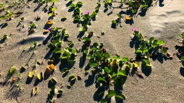 Coastal beach vegetation with blooming purple flowers growing on sandy dunes.
