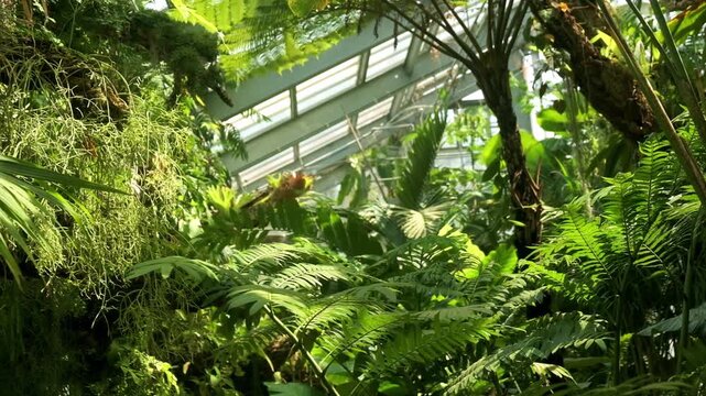 Lush tropical ferns and foliage inside botanical garden glass conservatory.