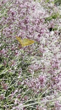 Vertical nature footage of butterflies fluttering over a cluster of tall purple floral spikes