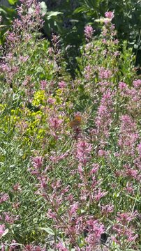 Graceful butterflies flying around and landing on long purple flower stems in slow motion
