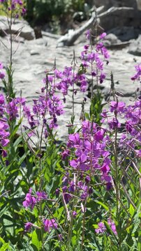 Vertical cinematic shot of butterflies fluttering and hovering over tall blooming purple blossoms