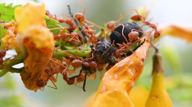 Group of red weaver ants attacking and killing small black beetle on flower plant in natural forest habitat.