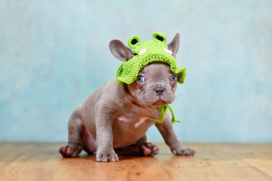 Funny young Lilac Brindle French Bulldog dog puppy with knitted frog hat sitting in front of blue studio background
