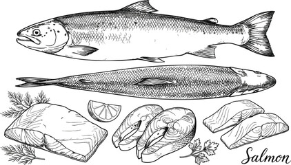 Hand drawn fresh salmon fish set featuring whole carcasses raw steaks fillets lime slices and herbs engraving vector illustration © MdRakib