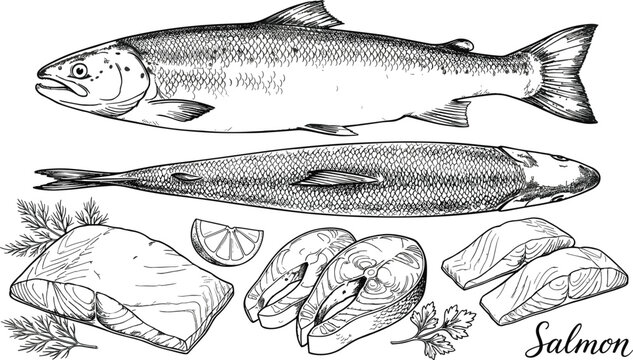 Hand drawn fresh salmon fish set featuring whole carcasses raw steaks fillets lime slices and herbs engraving vector illustration