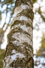 Fototapeta premium Birch bark texture detail with blurred woodland background
