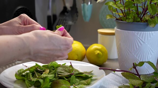 Close-up Of A Hand Preparing Fresh Mint Leaves For Arabian Summer Mint Lemonade.