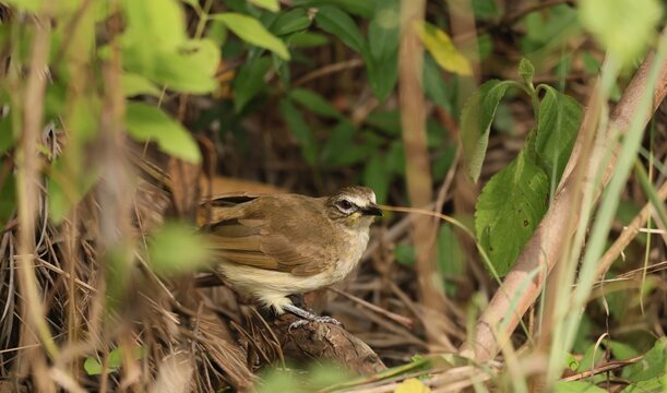 White Browed Bulbul