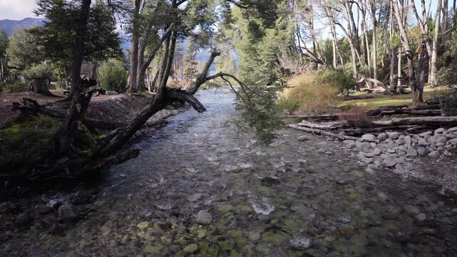 A wide angle shot captures clear, sparkling creek water winding through tranquil forest in Villa Traful near Lago Traful, in Patagonia Lush greenery, and gentle sunlight illuminating the scene.