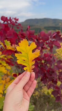 Fall. Hand holds a vibrant yellow-green leaf amidst a backdrop of striking red leaves in a mountainous landscape. Natures beauty concept.