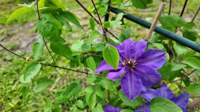 Filmed purple clematis flower in full bloom surrounded by green leaves and climbing vines, supported by a garden stake in soft natural daylight.