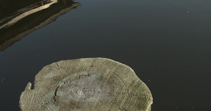 A cut tree stump sits beside dark calm water where a turtle pops up and dives back under the water.