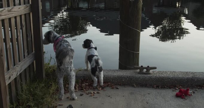 Peaceful pet behaviour footage showing two white dogs with dark markings wearing bandanas as they stand together, looking and sniffing across a rippling Louisiana canal at dusk.