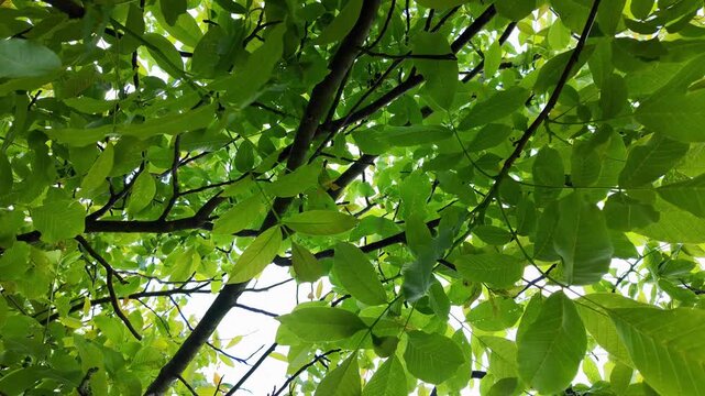 Dense canopy of a walnut tree with vivid green leaves and dark branches, filmed from below with bright sunlight filtering through the natural leafy foliage.