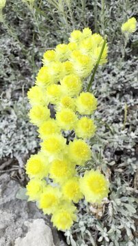 The Golden Herb of Immortality: Health Benefits of Helichrysum Arenarium