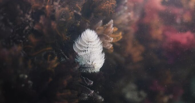 Close up underwater shot of a Christmas Tree Worm flowing in the ocean current