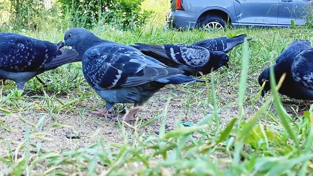 Close-up video of feral pigeons feeding on grass in an urban environment. The birds peck at food while moving naturally through a city green space, illustrating urban wildlife