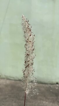 Close up of fluffy white cogon grass flower swaying gently in the wind outdoors